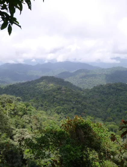 Forêt vierge et grottes de Baboutcha-Fongang/Komako