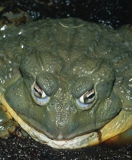 Grenouilles Goliathe de Fondjanti