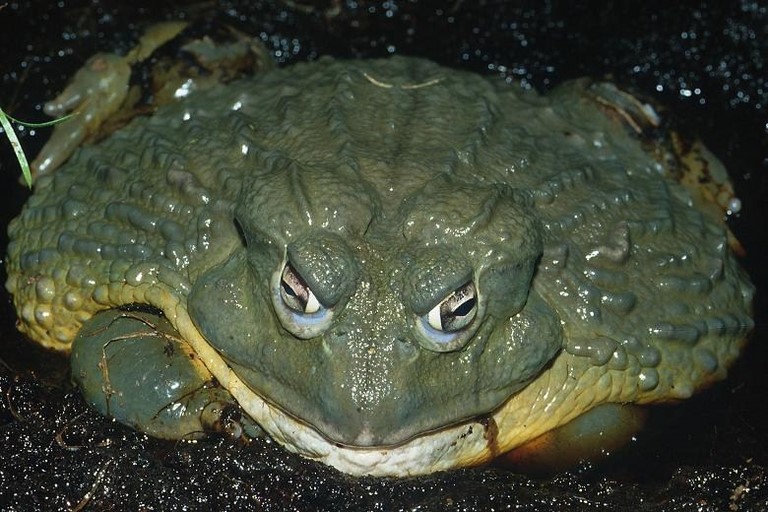 goliathfrog.1jpg-2